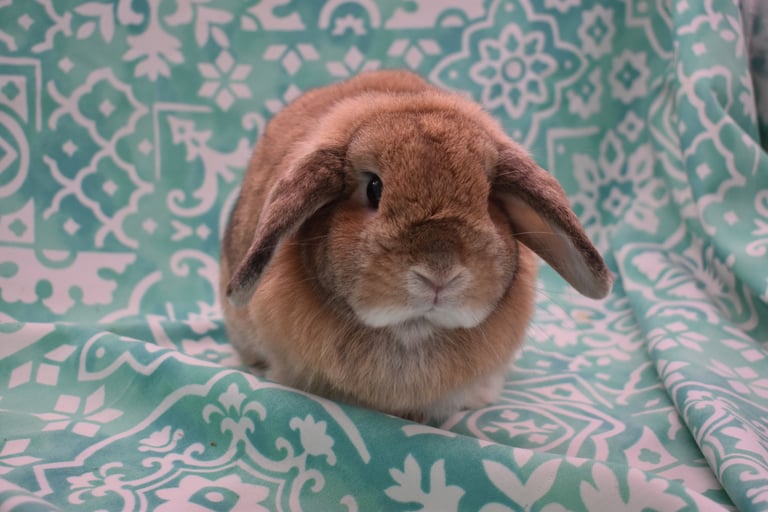 Hot Cross Buns'  Penelope - solid orange doe