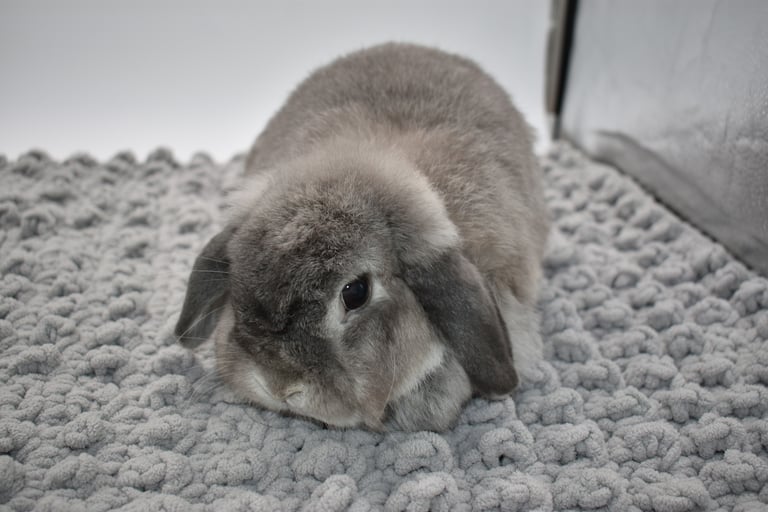 Hot Cross Buns' Rosie - Product Development Plant Division