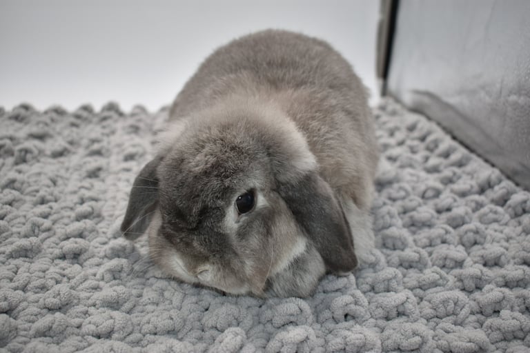 Hot Cross Buns' Rosie - solid squirrel doe