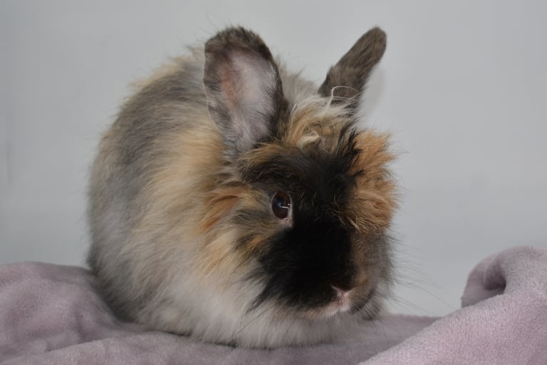 Sukie - Spayed harlequin French Angora