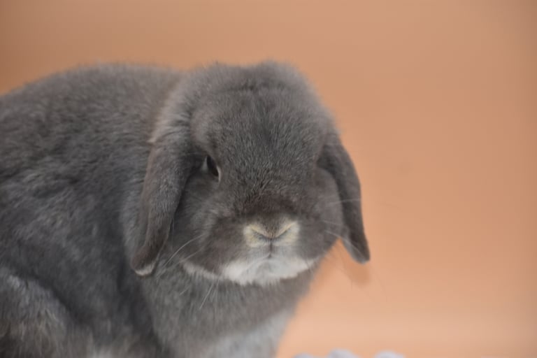 Sweet Tea - Solid Opal Holland Lop Buck