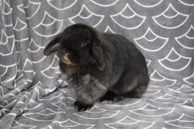 Hot Cross Buns' Zinnia - Director of Zoomies