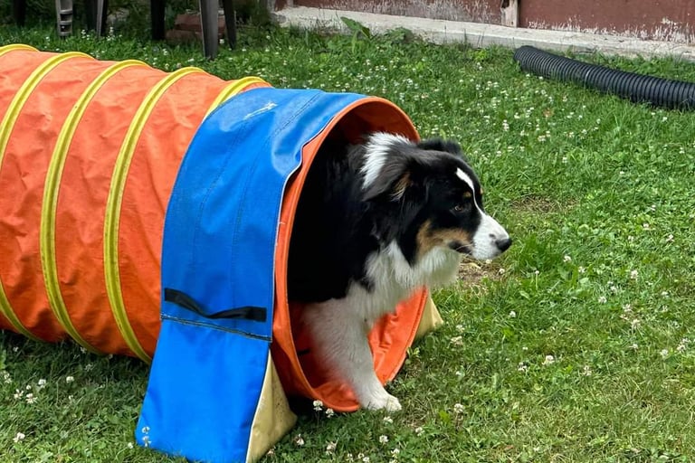 Dog going through a tunnel