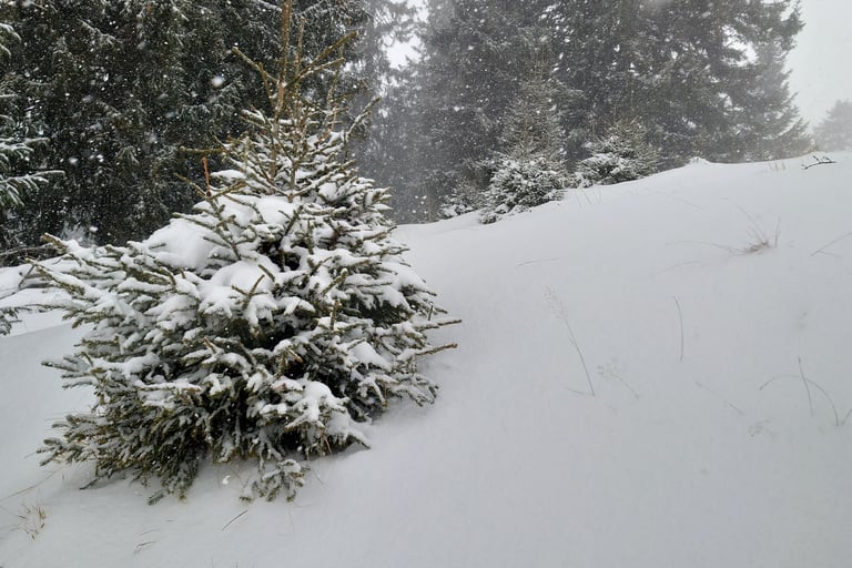 imagini de iarna frumoase