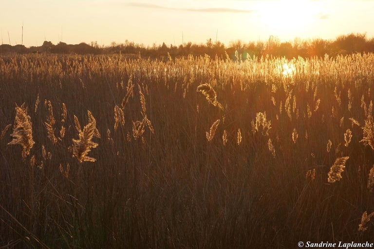 décodage biologique villefranche
