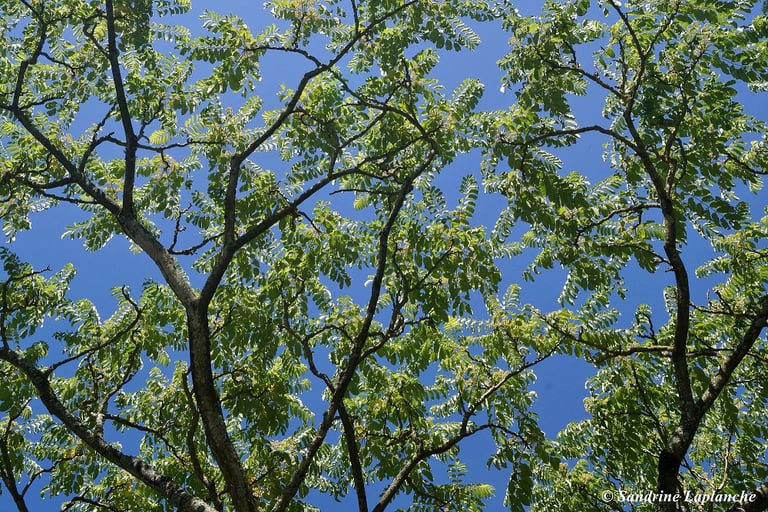 séance sophrologie groupe villefranche