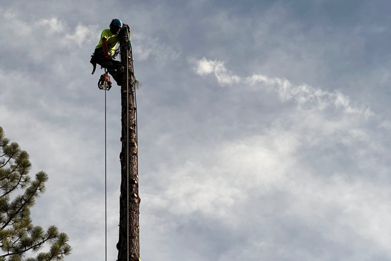Tree Removal Reno tree Services