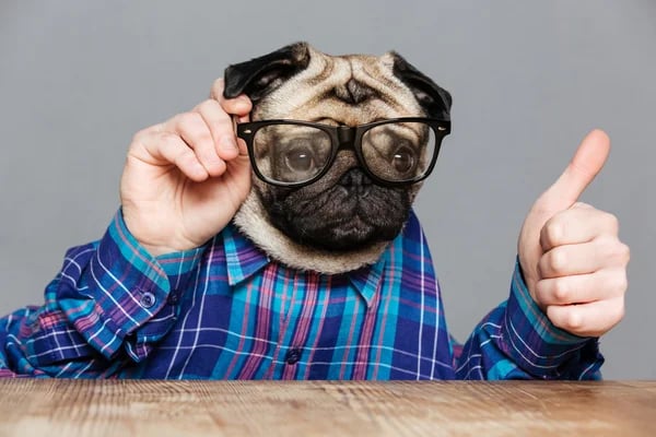 Chien à lunette