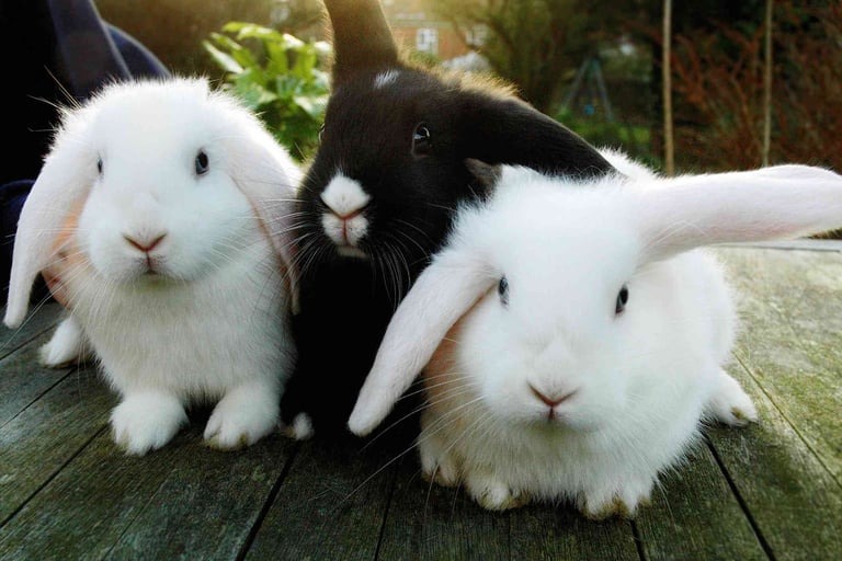 Three young bunnies (white, black, and white) sitting in a row