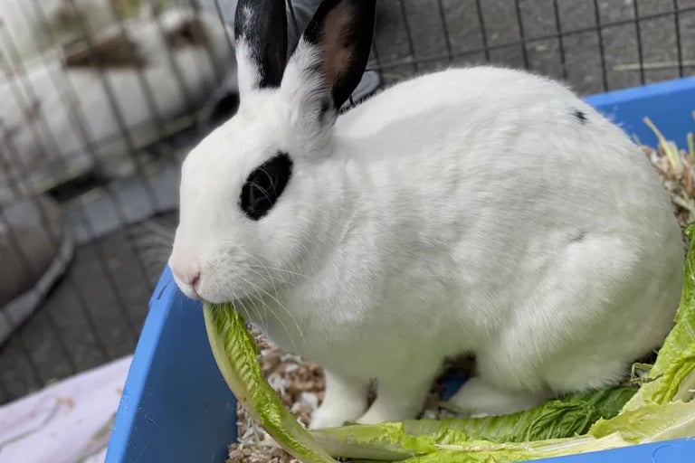 A white bunny with dark patches around its eyes and ear tips eating lettuce while sitting in a litter box