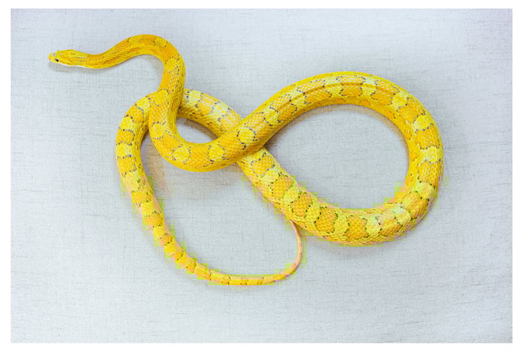 goldust corn snake