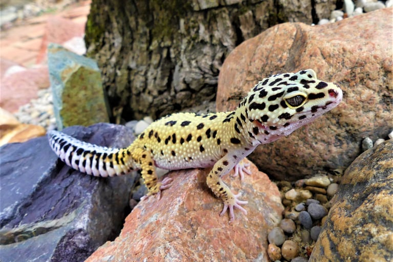 leopard gecko
