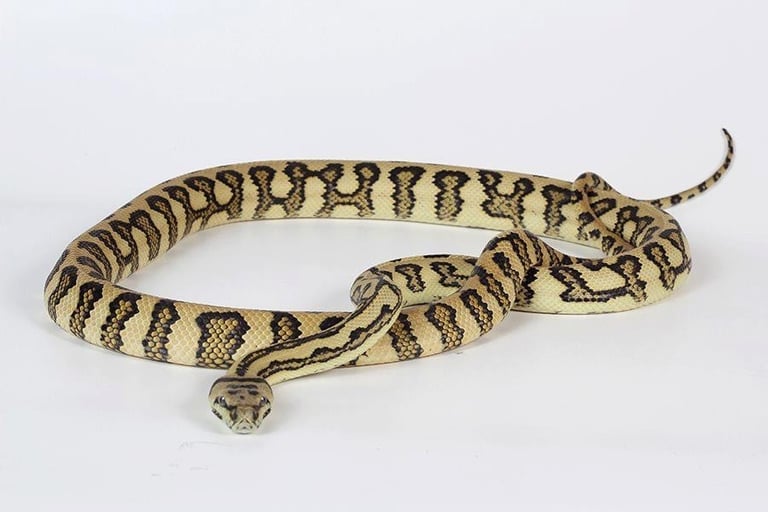 jungle jaguar carpet python