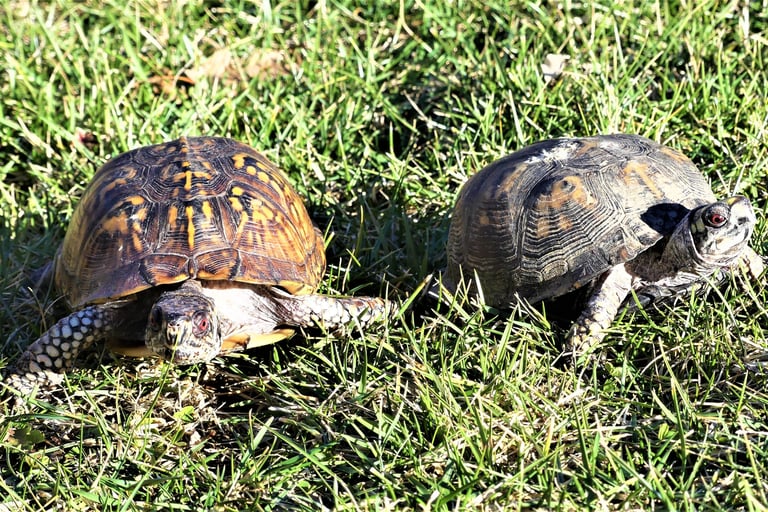 two box turtles