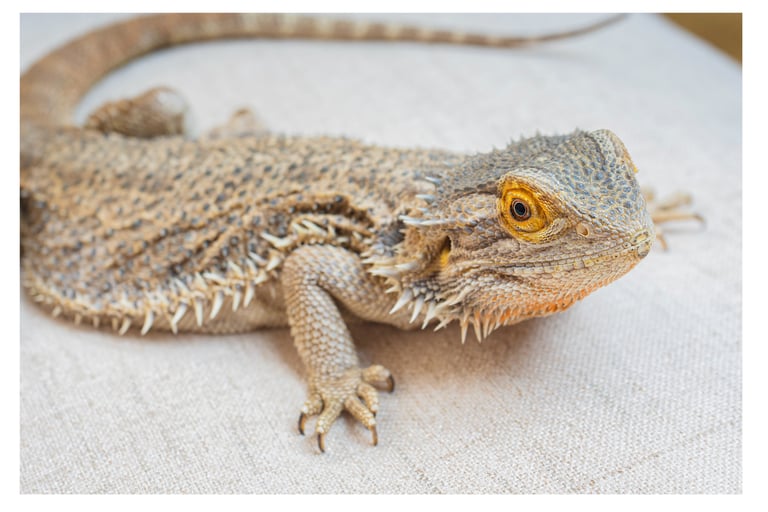 bearded dragon