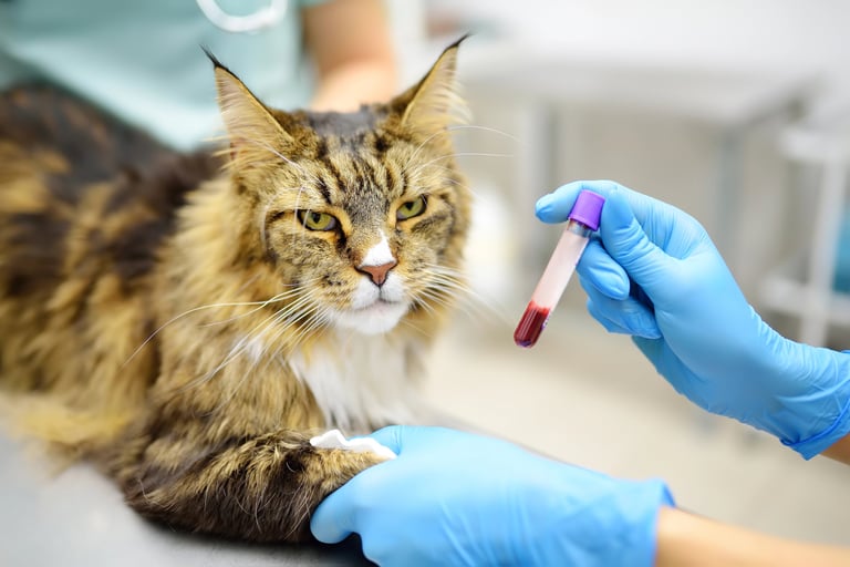A Maine Coon cat at the veterinary clinic during a blood draw for heart disease screening