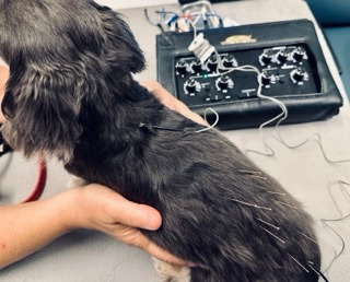 Canine electroacupuncture