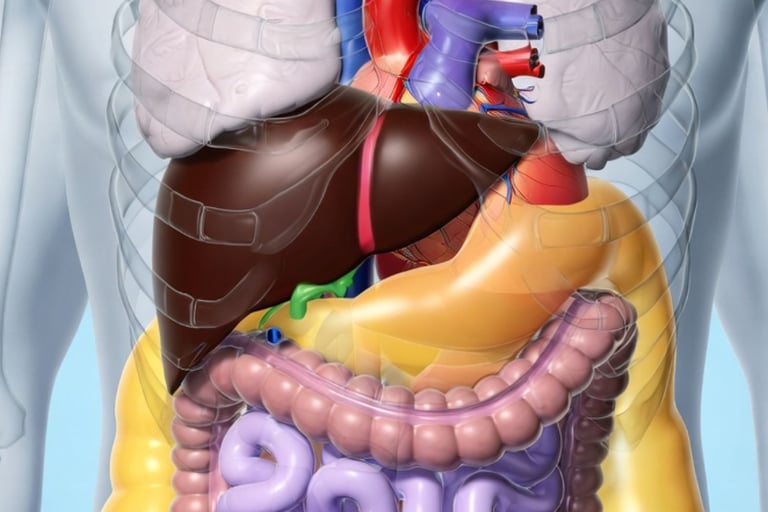 ❤️ The Fat You Can’t See: How Visceral Fat Damages the Heart & Metabolism every thing
