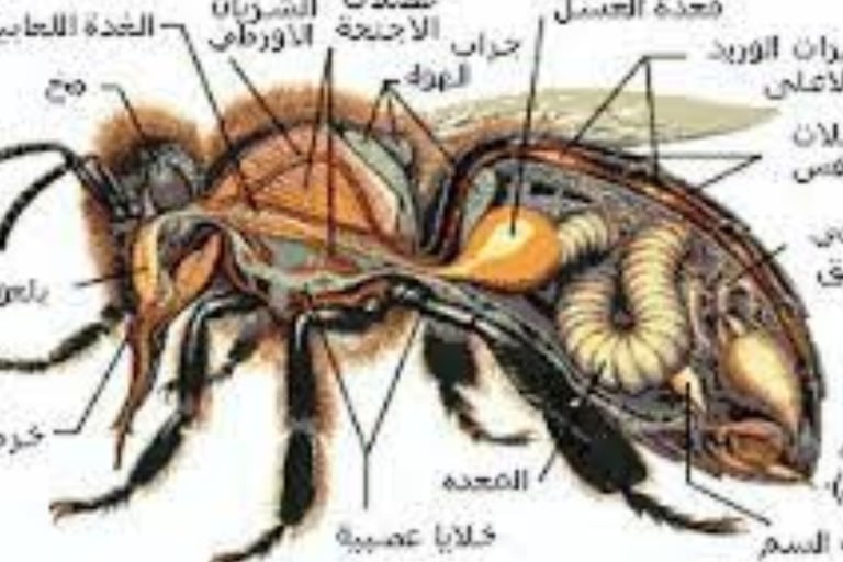 مم يتكون جسم النحلة