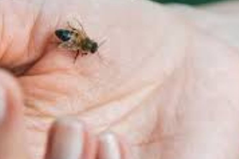 Bee Stings Benefits