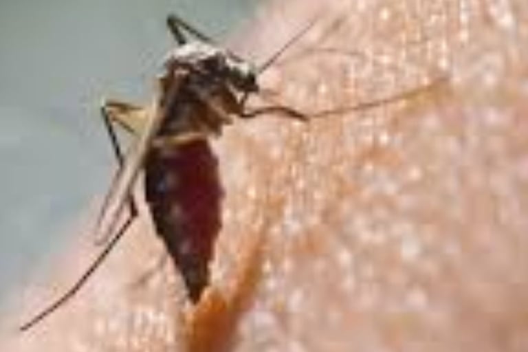 🔹 The Power of Fasting in Chikungunya Recovery 🦠⏳💪