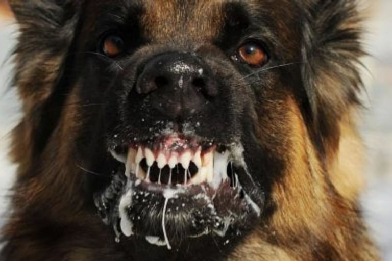 🐕داء الكلب  دائم القتل  لا علاج له🧠 