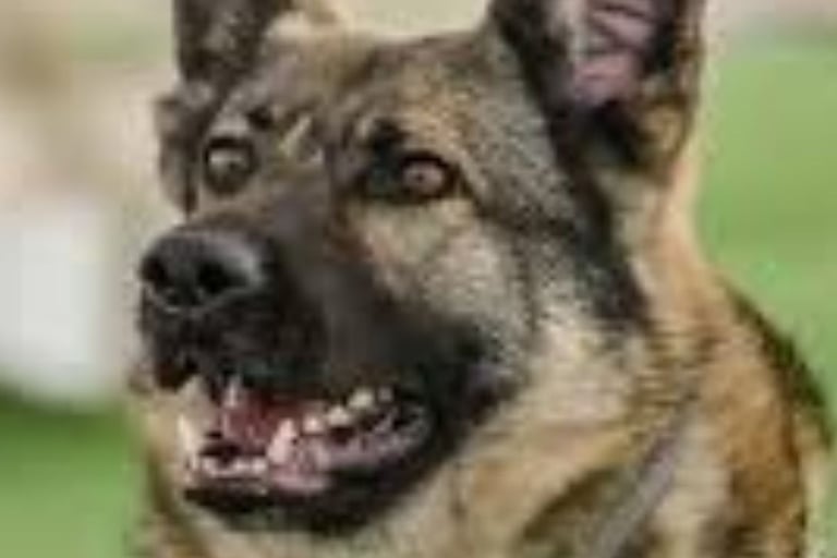 داء الكلب : دائم القتل : لا علاج له