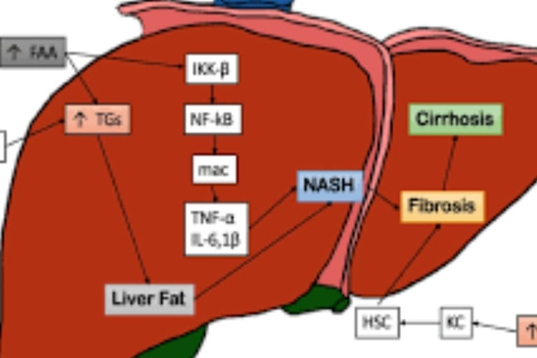 Is Manuka Honey Beneficial for Fatty Liver