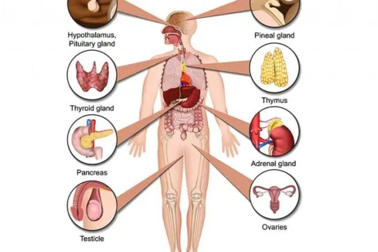endocrine system