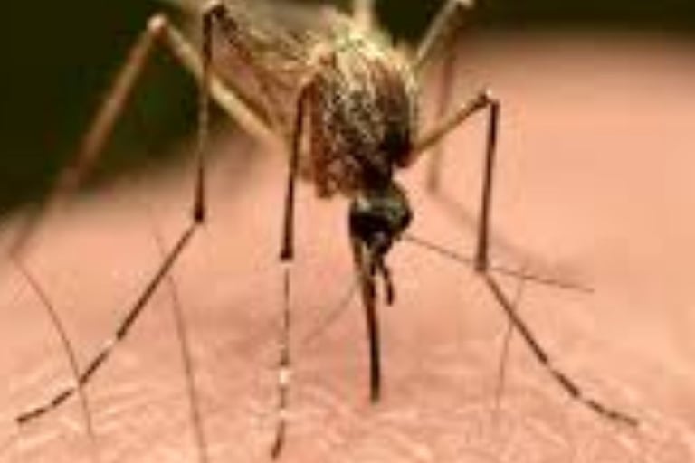 🔹 قوة الصيام في التعافي من مرض تشيكونغونيا 🦠⏳💪