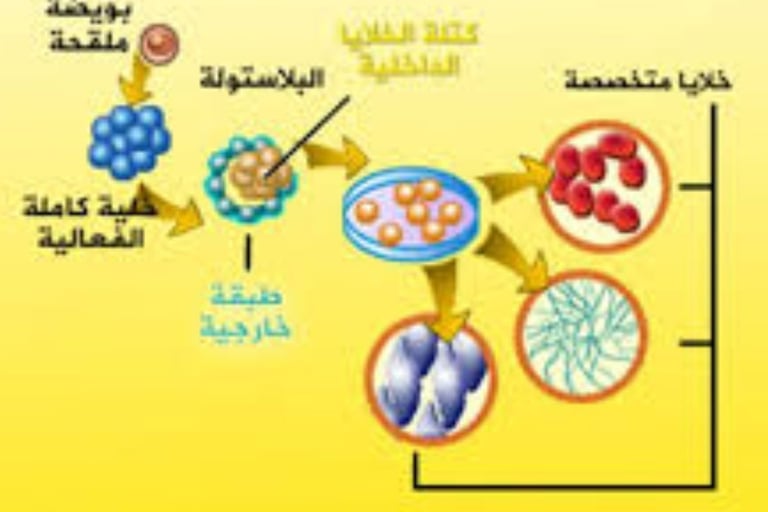 لكن زيادة الخلايا الجذعية واستخدامها من خلال الصيام هي طريقة طبيعية للعلاج
