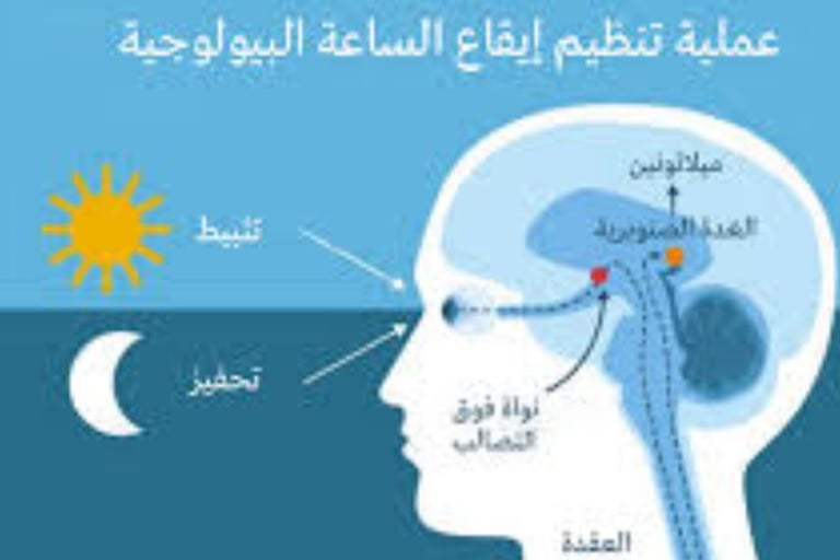 تثبيط وتحفيذ