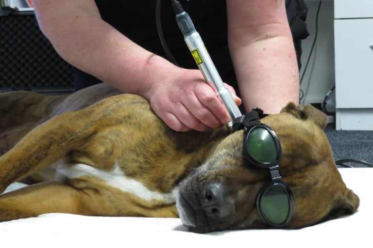 Karen Valu Veterinarian Physiotherapy Rehabilitation Laser Dog