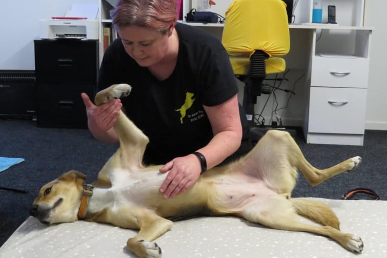 Karen Valu Veterinarian Physiotherapy Rehabilitation Massage Dog