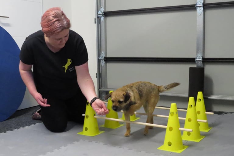 Karen Valu Veterinarian Physiotherapy Rehabilitation Exercise Dog