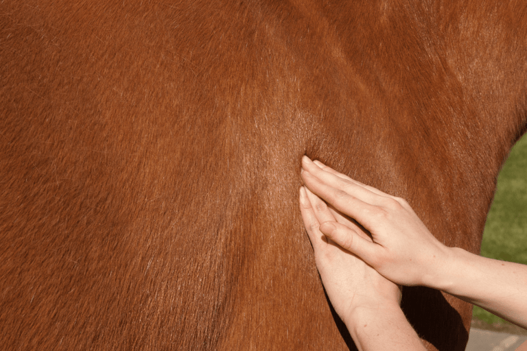 A horse receiving massage to it's shoulder.