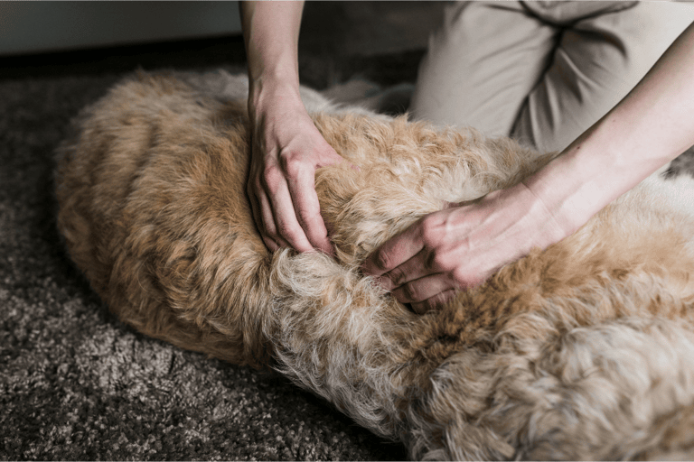 A dog getting some massage along their spinal muscles.