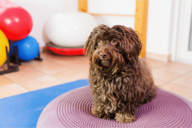 A small dog sat on a wobble cushion.