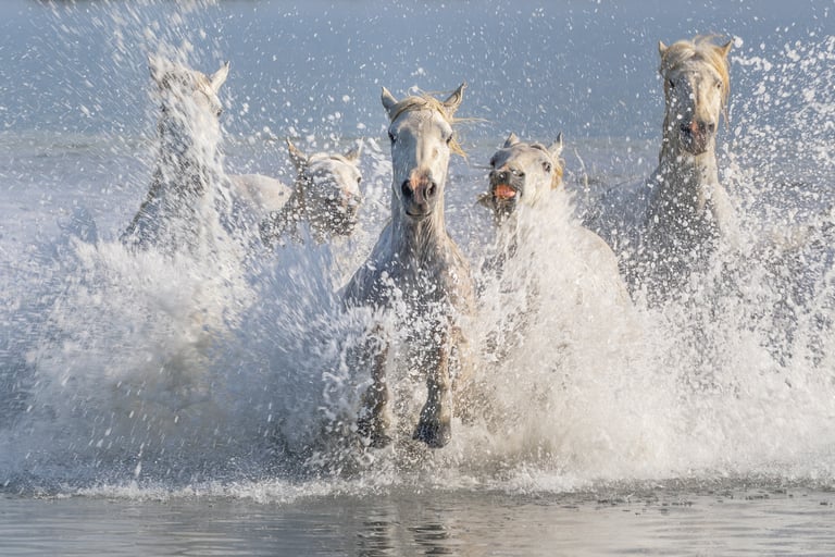 A group of wild white Camargue horses galloping through water and splashing waves.