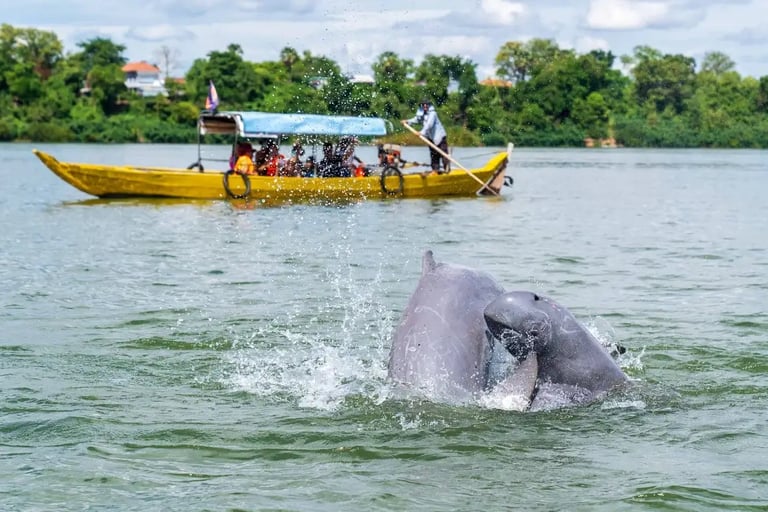 Dauphins de l'Irrawaddy