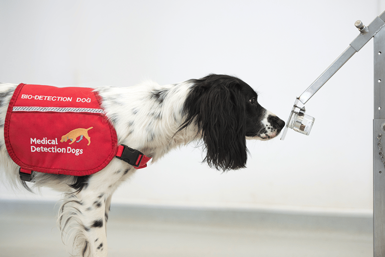 medical detection dog