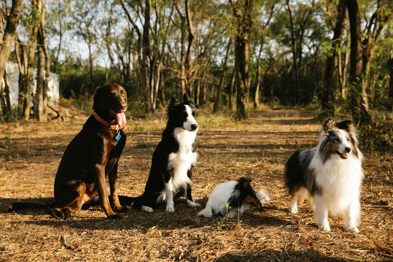 Rééducation comportementale chien à Bayonne – réactivité, anxiété, agressivité