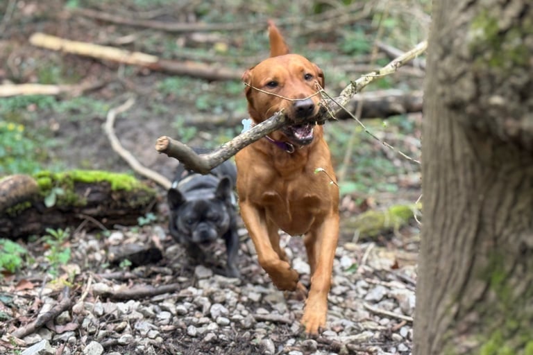 a dog having fun with dog walkers in harrogate