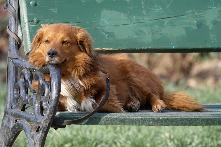 Chien accompagné par un comportementaliste animalier en Loire-Atlantique pour retrouver une relation