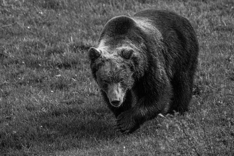 Ours photographier durant notre voyage photo / naturaliste dans les abruzzes en 2025