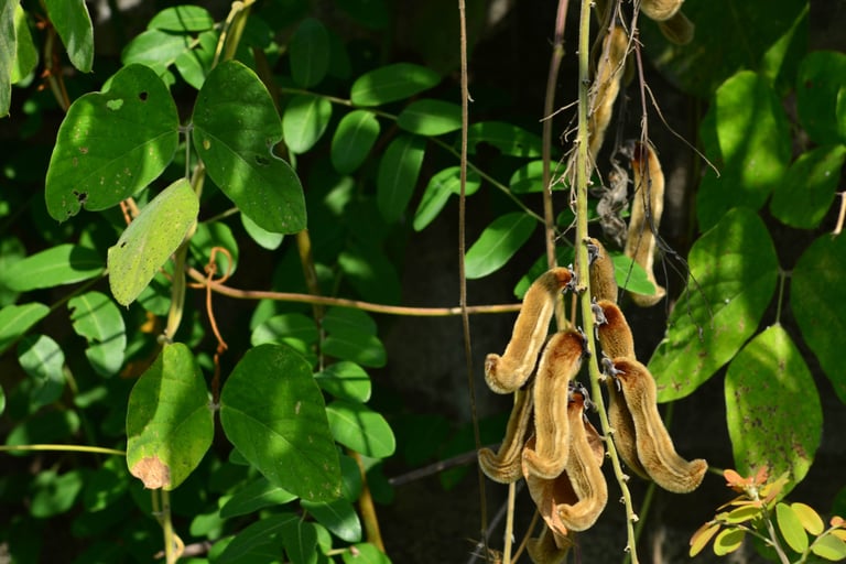 sales@okaypharmusa.com