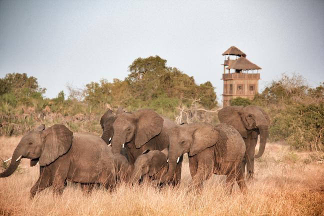 a herd of elephants walking through the grass