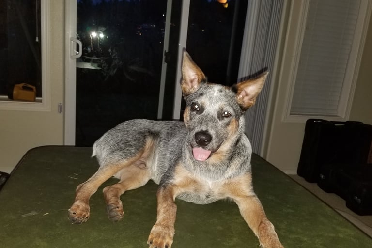 Larry's dog, Kota (or Lakota), the namesake of the band