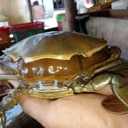 double skinned crabs