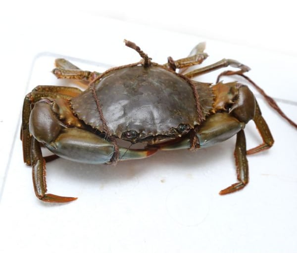 Ca Mau crabs